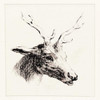 Adeerable I Poster Print by Anne Waltz - Item # VARPDXWE0051