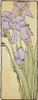 Iris Poster Print by Hannah Borger Overbeck - Item # VARPDX460106