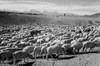 Flock in Owens Valley - National Parks and Monuments, 1941 Poster Print by Ansel Adams - Item # VARPDX460757