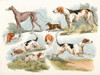 Hunting Dogs, 1817 Poster Print by Henry Thomas Alken - Item # VARPDX460407