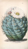 Cactus Poster Print by William Curtis