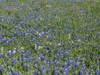 Bluebonnets, Fredericksburg, TX Poster Print by Carol Highsmith - Item # VARPDX468116