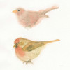 Watercolor Birds II Sq Poster Print by Shirley Novak - Item # VARPDX32648