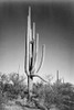 Full view of cactus and surrounding shrubs, In Saguaro National Monument, Arizona, ca. 1941-1942 Poster Print by Ansel Adams - Item # VARPDX460963