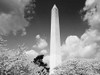 Washington Monument and cherry trees, Washington, D.C. - Black and White Variant Poster Print by Carol Highsmith - Item # VARPDX463817