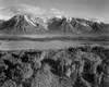 View across river valley, Grand Teton National Park, Wyoming, 1941 Poster Print by Ansel Adams - Item # VARPDX460783