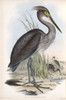 Grey Billed Heron Poster Print by John Gould - Item # VARPDXJGA10