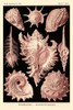 Haeckel Nature Illustrations: Gastropods - Rose Tint Poster Print by Ernst Haeckel - Item # VARPDX449754