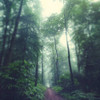 Waldweg Poster Print by Dirk Wuestenhagen - Item # VARPDXW901D