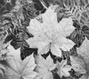 Leaves, Glacier National Park, Montana - National Parks and Monuments, 1941 Poster Print by Ansel Adams - Item # VARPDX460737