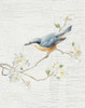Nuthatch Vintage v2 Poster Print by Danhui Nai - Item # VARPDX32267