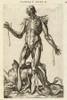 Male figure with muscles and skeleton Poster Print by Andreas Versalius - Item # VARPDX454962