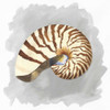 Shells on Grey III Poster Print by Tara Reed - Item # VARPDXRB11911TR