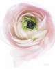 Pink Lady II Poster Print by Elizabeth Urquhart - Item # VARPDX33335HR