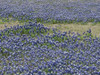 A profusion of Bluebonnets, in a field in Boerne, TX Poster Print by Carol Highsmith - Item # VARPDX468110