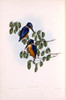 Azure Kingfisher Poster Print by John Gould - Item # VARPDXJGA02
