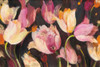 Popping Tulips Poster Print by Albena Hristova - Item # VARPDX32472