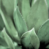 Agave #4 Poster Print by Alan Blaustein - Item # VARPDXB3399D