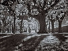 Tree Park Poster Print by Ily Szilagyi - Item # VARPDXPOD5880