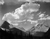 Trees in Glacier National Park, Montana - National Parks and Monuments, 1941 Poster Print by Ansel Adams - Item # VARPDX460731