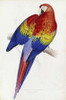 Red and Yellow Maccaw Poster Print by Edward Lear - Item # VARPDX266738