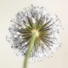 Allium flower Poster Print by Assaf Frank - Item # VARPDXAF20100605163