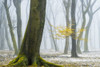 Winter Colors Poster Print by Lars Van de Goor - Item # VARPDXV651D