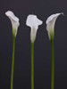 Three Calla Lily flowers Poster Print by Assaf Frank - Item # VARPDXAF20090314023