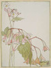 Beef Begonia Poster Print by Hannah Borger Overbeck - Item # VARPDX460104