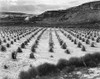 Looking across rows of corn, cliff in background, Corn Field, Indian Farm near Tuba City, Arizona, i Poster Print by Ansel Adams - Item # VARPDX460973