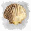 Shells on Grey V Poster Print by Tara Reed - Item # VARPDXRB11913TR