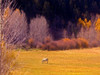 Horse Pasture Poster Print by Sally Linden - Item # VARPDXLIN04