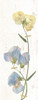 Pressed Sweetpea Poster Print by Carol Robinson - Item # VARPDX18944