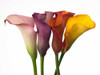 Four calla lilies Poster Print by Assaf Frank - Item # VARPDXAF20100731019