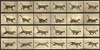 Motion Study: Running Cat Poster Print by Eadweard Muybridge - Item # VARPDX474187