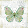 Garden Moth Poster Print by Carol Robinson - Item # VARPDX18053