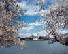 Jefferson Memorial with cherry blossoms, Washington, D.C. - Vintage Style Photo Tint Variant Poster Print by Carol Highsmith - Item # VARPDX463853