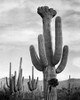 Full view of cactus with others surrounding, Saguaros, Saguaro National Monument, Arizona, ca. 1941- Poster Print by Ansel Adams - Item # VARPDX460964