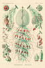Haeckel Nature Illustrations: Siphoneae Hydrozoa Poster Print by Ernst Haeckel - Item # VARPDX449732