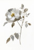 Neutral Rose II Poster Print by Nan - Item # VARPDX18902