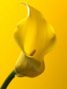Calla Lily Poster Print by Assaf Frank - Item # VARPDXAF20100625015