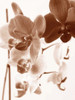 Dreamy Orchids I Poster Print by lly Szilagyi - Item # VARPDXPOD5229