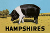 Pigs and Pork: Hampshires Poster Print by Advertisement - Item # VARPDX454865