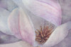 Magnolia Melody II Poster Print by Irene Weisz - Item # VARPDX18536