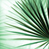 Palm Leaf #1 Poster Print by Alan Blaustein - Item # VARPDXB3395D