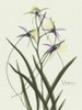 Orchids a Plenty in Purple on Beige Poster Print by Albert Koetsier # AKRC130A1