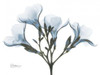 Oleander in Blue Poster Print by Albert Koetsier - Item # VARPDXAKRC089E