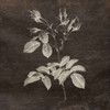 Brown Floral Poster Print by Jace Grey - Item # VARPDXJGSQ366A