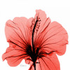 Close Up of Red Beauty Poster Print by Albert Koetsier - Item # VARPDXAKXSQ335A