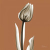 Squash Tulip Poster Print by Albert Koetsier - Item # VARPDXAKXSQ398B